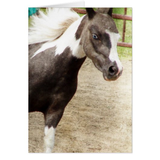 リバティークラスのブルーアイドミニ (正面)