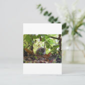 リバーネズミ ポストカード (スタンド正面)