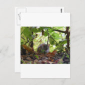 リバーネズミ ポストカード (正面/裏面)