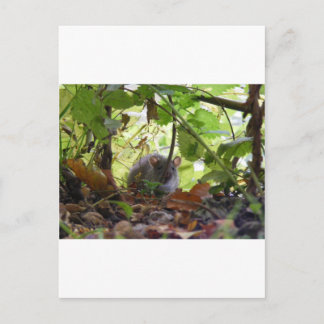 リバーネズミ ポストカード