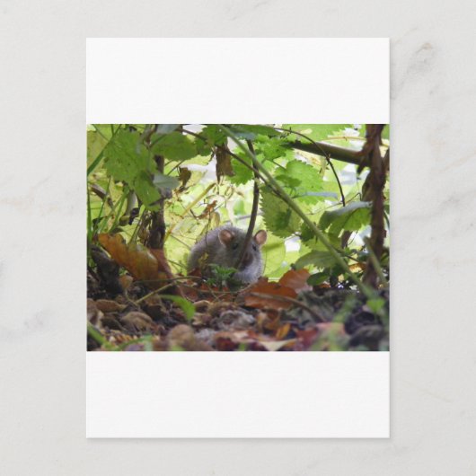 リバーネズミ ポストカード (正面)