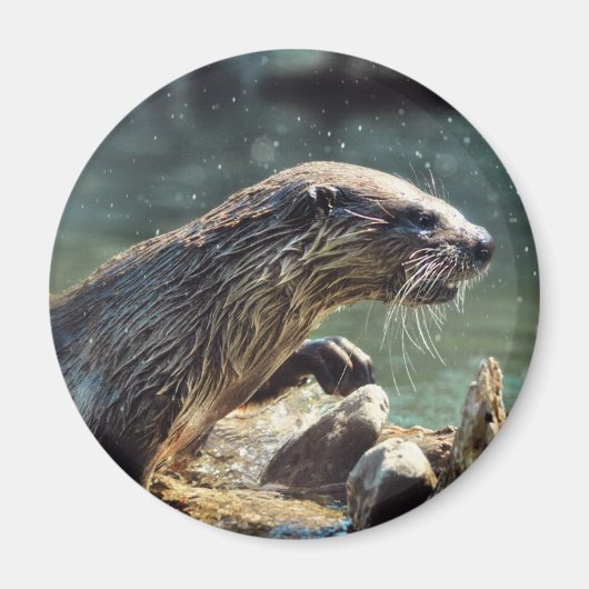リバー・オッター動物の恋人の野生動物写真 マグネット (正面)