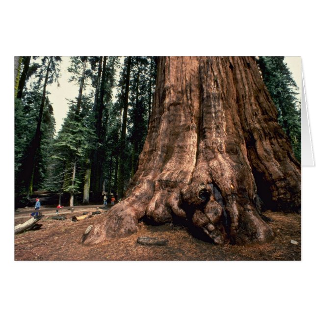 リビングマウンテン (正面横)