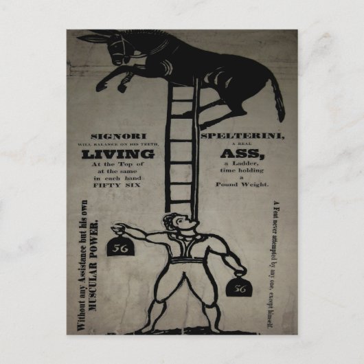 リビングロバのバランスを取る~はがき ポストカード (正面)