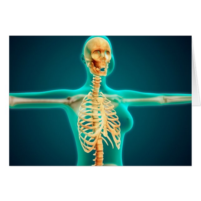 リブケージを示すメス上体のX線表示 (正面横)