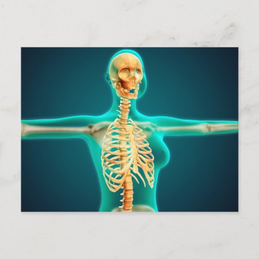 リブケージを示すメス上体のX線表示 ポストカード (正面)