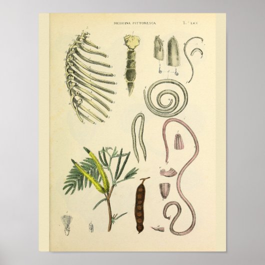 リブケージ胸骨解剖学プリント ポスター (正面)