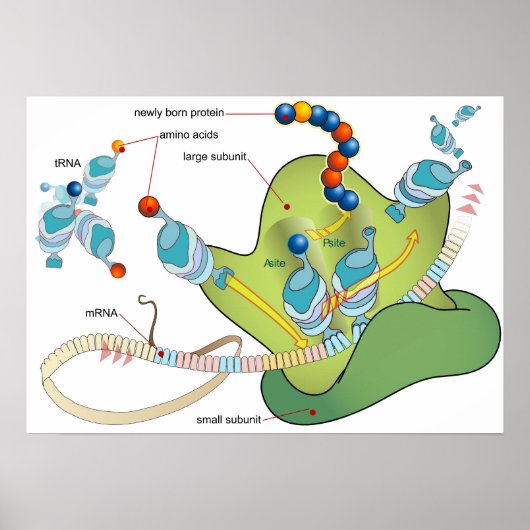 リボソーム mRNA tRNA 分子 タンパク質 ダイアグラム ポスター (正面)