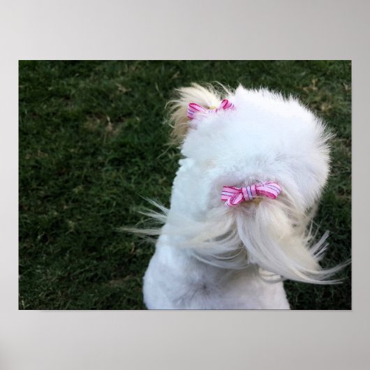 リボンの可愛い子犬 ポスター (正面)