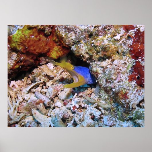 リボンウナギ ポスター (正面)