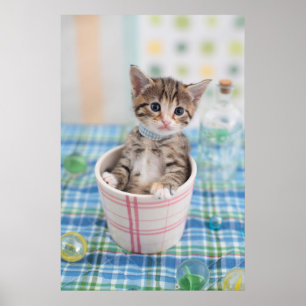 リボン付きマンチキンかわいらし子猫 ポスター