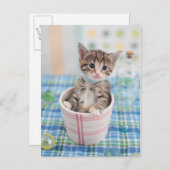 リボン付きマンチキンかわいらし子猫 ポストカード (正面/裏面)