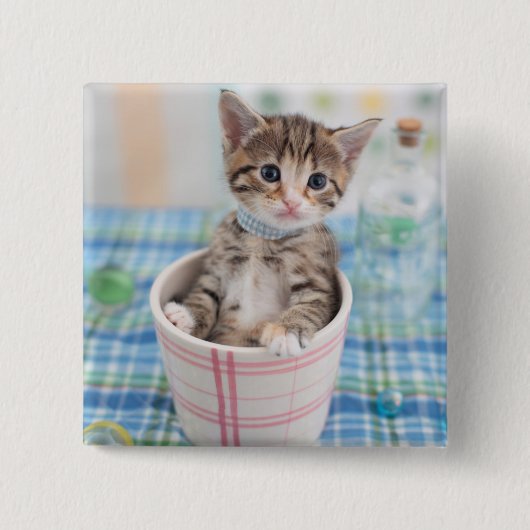 リボン付きマンチキンかわいらし子猫 缶バッジ (正面)