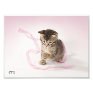 リボン付き子猫 フォトプリント           
