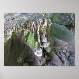 リマフリ庭園の成長 ポスター