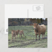 リムジン牛と子牛 ポストカード (正面/裏面)