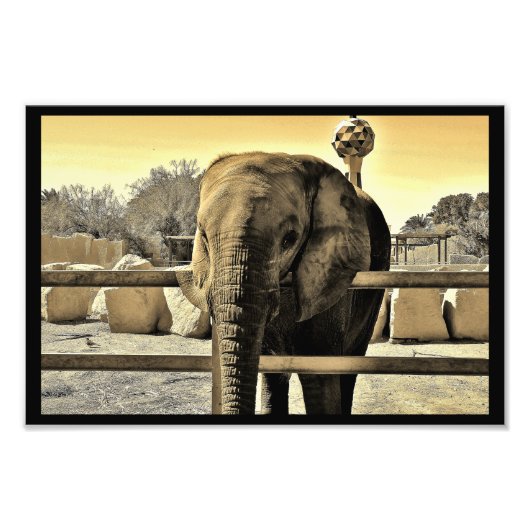 リヤド動物園ゾウ フォトプリント            (正面)