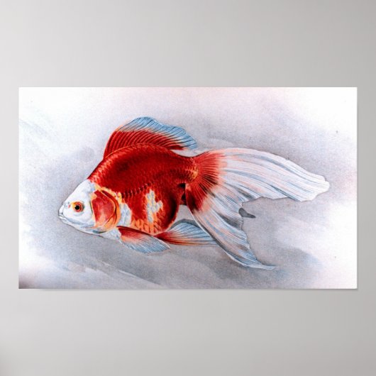リュウキン金魚 ポスター (正面)