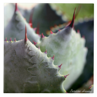 リュウゼツランのpotatorumのタイル タイル