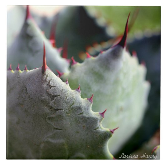 リュウゼツランのpotatorumのタイル タイル (正面)
