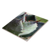 リュウゼツランのpotatorumのタイル タイル (側面)