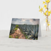 リュウゼツランTequilana カード (黄色い花)