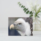 リュッペルの禿鷹 ポストカード (スタンド正面)