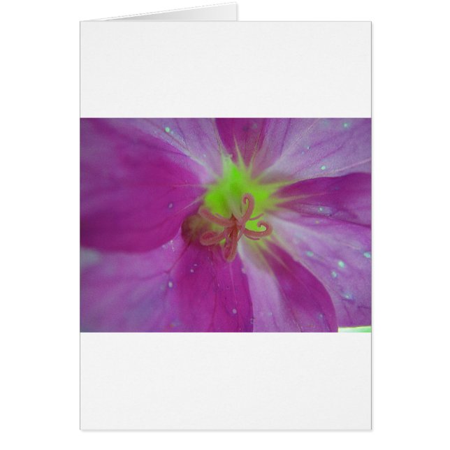 リラゲストレイフテブリュテンミュスターミットゲルバーミッテ (正面)