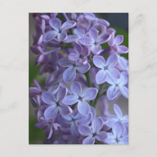 リラスフローラの花 ポストカード
