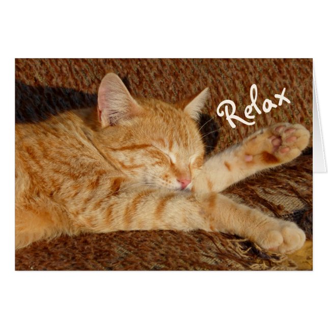 リラックスさせるな猫 (正面横)