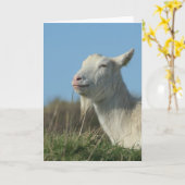 リラックスしたヤギ カード (黄色い花)