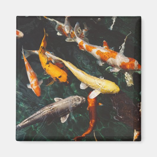 リラックスのオレンジと白アジアのコイ魚池 マグネット (正面)