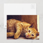 リラックスのオレンジタビー猫 ポストカード (正面/裏面)