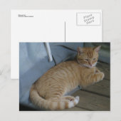 リラックス猫 ポストカード (正面/裏面)