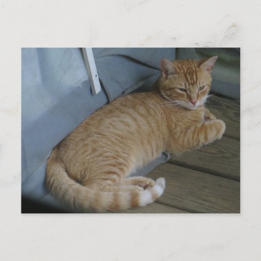 リラックス猫 ポストカード (正面)