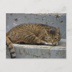 リラックス猫 ポストカード