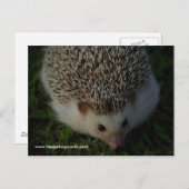 リラックス葉書 ポストカード (正面/裏面)