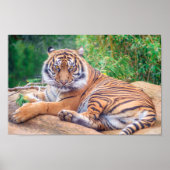 リラックス虎 ポスター (正面)