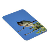 リラックマグネット上のハウススパロウ マグネット (右側)