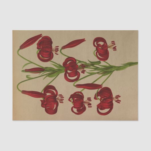 リリアムカルセドニクムバイアレントナヘンドリカアレンドセン 薄葉紙 (正面)