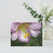 リリウム・レゲールは、トランペットの花のユリ、先住民 ポストカード (スタンド正面)