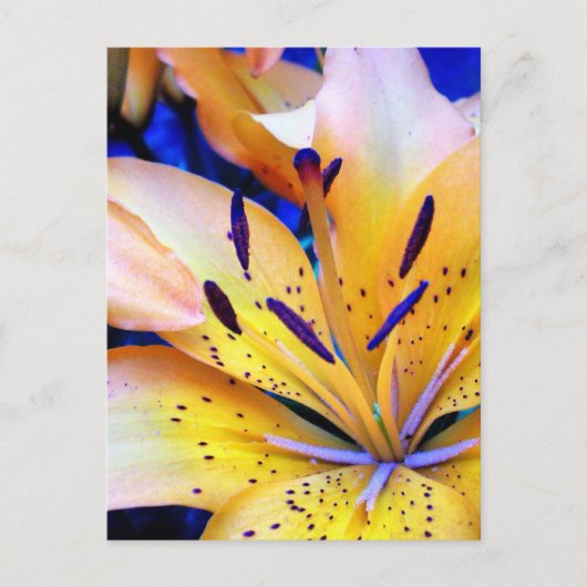 リリエンハート ポストカード (正面)