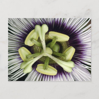 リリコイの花 ポストカード