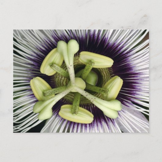 リリコイの花 ポストカード (正面)