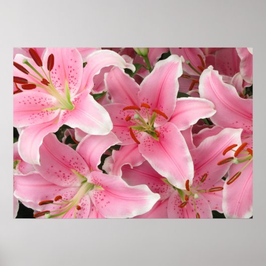 リリーのポスター ポスター (正面)