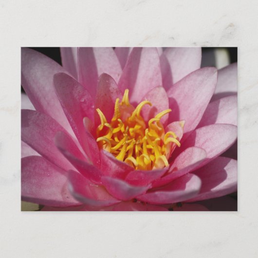 リリーを閉じる ポストカード (正面)