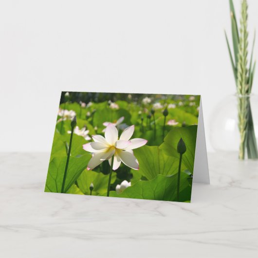 リリーアットロスポブラノス カード (正面)