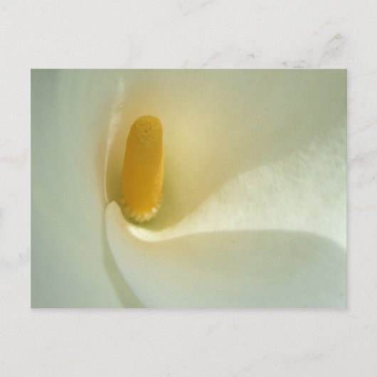 リリーセンターはがき ポストカード (正面)