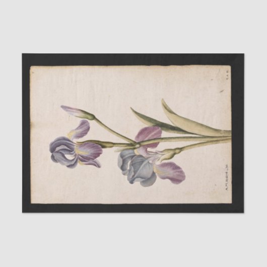 リリーバイジャック・ド・モラグ 薄葉紙 (正面)