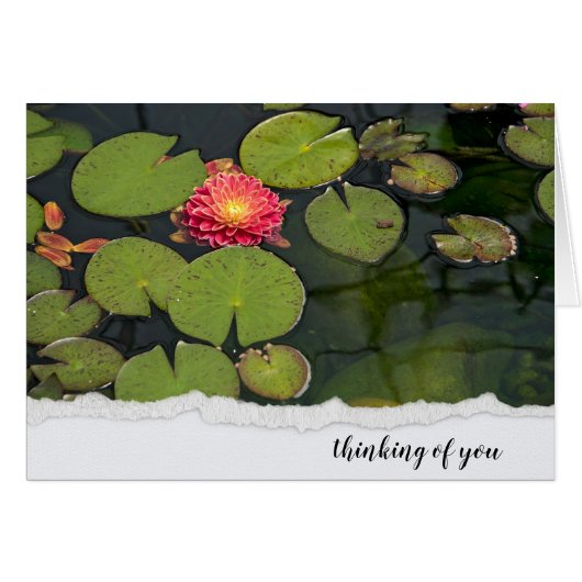 リリーパッドのピンクのダリア (正面横)